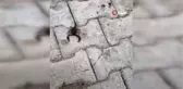 Akrebe ip bağlayıp gezdirdi, sarı kız örümceği ile sohbet etti