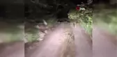 Kovaladıkları tavşanı tilkiye kaptırıyorlardı