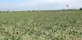 Manisa'yı dolu vurdu, tarım arazileri zarar gördü