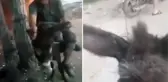 Motosiklete bağladıkları eşeği kilometrelerce koşturan iki kişi yakalandı