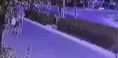Yolun karşısına geçen kadına otomobil çarpıp kaçtı