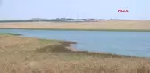 Güneydoğu Anadolu Bölgesi'nde Kuraklık Nedeniyle Binlerce Kuş Kabaklı Göleti'ne Geldi