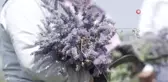 Altınova Belediyesi Tıbbi Aromatik Bitkiler Bahçesi'nde Hasat Sezonu Başladı