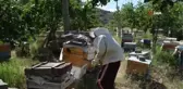 Arıcılar hasat için gün sayıyor