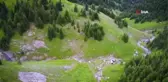 Nadir görülen beyaz boz ayı ve yavruları Artvin'de drone kamerasına yansıdı