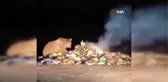 Yiyecek arayan boz ayı böyle görüntülendi