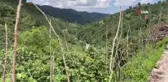 Ordu'da kaybolan kadını arama çalışmaları sürüyor