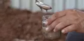 Türkiye'de sadece Muğla'da üretiliyor! Her derde deva sığla yağının litresi 5 bin lira