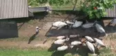 Türkiye'nin Boz sığır ırkı koruma altına alındı