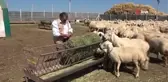 Hobi Amaçlı Tongurdak Koleksiyonu Yapan Besici