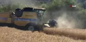 Kestel Belediyesi Türkiye'nin en ucuz ekmeği için buğday hasadını yaptı