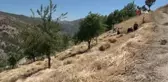Bin rakımda bereket dualı geleneksel hasat