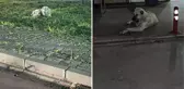 Başıboş sokak köpeği sorunu, Ayvalık sakinlerini isyan ettirdi! Her gün 3-4 vaka geliyor