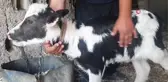 Siyah beyaz doğan manda yavrusu köylüleri şaşırttı