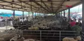 Tokat'ın Erbaa ilçesinde 'mavi dil' hastalığı nedeniyle hayvan hareketleri yasaklandı