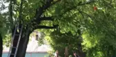 Bin rakımlı köyde dut pekmezi geleneksel yöntemlerle hazırlanıyor