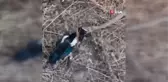 Engerek yılanı yakaladığı böyle kargayı yedi