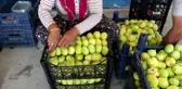 Mersin'de incir hasadına başlandı, 30 bin ton rekolte bekleniyor