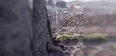 Orman işçisi, yangının ardından bitkin düşen kertenkeleyi su ile böyle serinletti