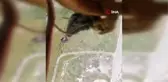Söke'de orman yangını