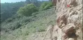 Anadolu Yaban Koyunu Sayısı Bin 131'e Ulaştı