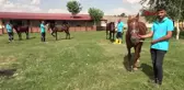 Erzurum'da Faytoncuların Atları Bakıma Alındı
