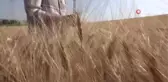 Başkan Zolan, biçerdöverle buğday hasadı yaptı