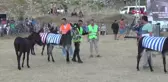 Eşek Üzerinde Oynanan 'Yörük Futbolu' Büyük İlgi Topladı