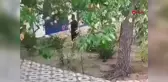 Bodrum'da otel odalarına hırsızlık yapan şüpheli yakalandı