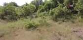 Nesli tükenmekte olan vaşağa araba çarptı