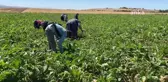 Yozgat'a mevsimlik tarım işçileri az geldi