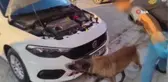 Narkotik köpeği 'Thor' otomobilin bagajındaki uyuşturucuyu böyle buldu