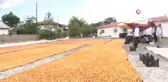 Yaz meyvesi 'kayısı' hasat sonrası kurutulup kışa hazırlanıyor