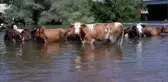 Çobanlar sıcaktan bunalan sürüleri Tunca Nehri'nde serinletiyor