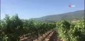 Denizli'de çekirdeksiz üzüm hasadı başladı