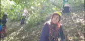 CHP Ordu Milletvekili Mustafa Adıgüzel, Fındık Fiyatının Açıklanmamasını Eleştirdi