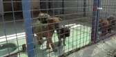 Sokak hayvanları için otomatik suluk Belediyeden kapı önüne bir kap su ve mama bırakın çağrısı