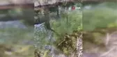 Gürpınar'daki tesiste binlerce balık telef oldu