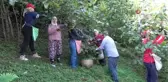 Ordu'da fındık hasadı başladı