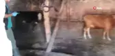Sungurlu'da şap nedeniyle 15 köy karantinaya alındı