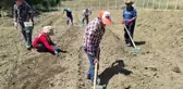 Dünyanın en pahalı baharatı safran toprakla buluştu: Kilosu 250 bin TL