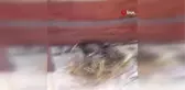 Yuvasından düşen yavru kuş itfaiye ekipleri tarafından kurtarıldı