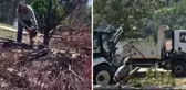 Bornova Belediyesi'nin zeytin ağacı kıyımına mahalle sakinlerinden tepki