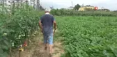 Yalıncak Karpuzu Üretimi Tehlike Altında