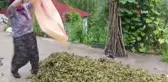 Giresunlu fındık üreticilerinin endişesi serbest piyasada oluşacak fındık fiyatı