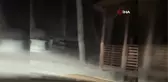 Yiyecek arayan ayı böyle görüntülendi