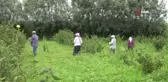Baldan tatlı 'Süheyla kavunu'nda hasat zamanı