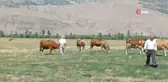 Besiciler Sıcaktan Etkilenen Büyükbaş Hayvanlarını Gölette Serinletiyor