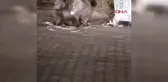 Uludağ'da Anne Ayı ve Yavrularının Çöp Konteynerinden Beslenme Anları