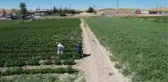 Bu tarlaya gelen istediği ürünü kendi seçiyor
